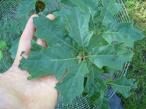quercus ilicifolia (groupe des Lobatae)